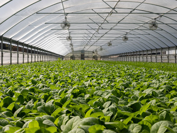wifi-temperature-monitoring-solution-for-greenhouses1.jpg