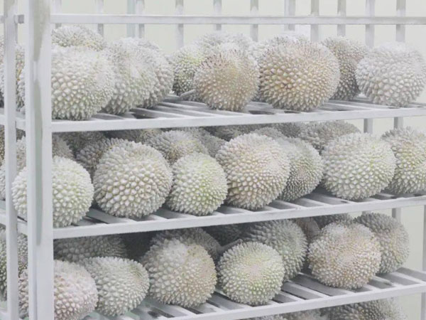 temperature-monitoring-during-the-transportation-of-frozen-durian1.jpg