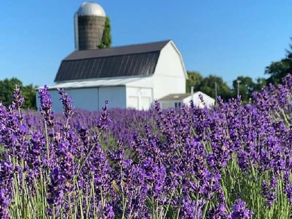 Real time temperature monitoring in flower cold storage