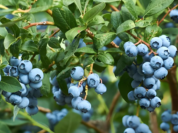 real-time-temperature-and-humidity-monitoring-in-blueberries-storage1.jpg