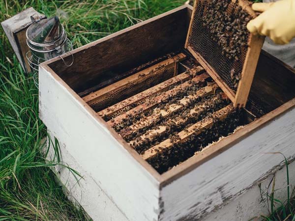 temperature-monitoring-for-hives1.jpg
