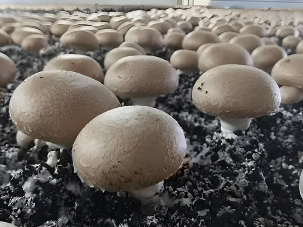 intelligent-assistant-for-real-time-temperature-monitoring-in-edible-fungus-planting1.jpg