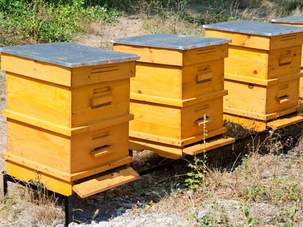 wireless-temperature-and-humidity-data-loggers-enhance-beehive-management1.jpg