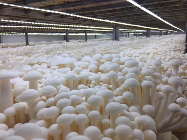 Smart Real-time Data Logger for Mushroom Growth Monitoring