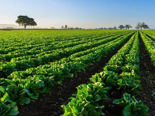 advanced-4g-wifi-soil-moisture-monitoring-solutions-for-smart-farming1.jpg