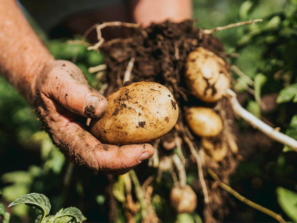 smart-potato-production-with-greenhouses-real-time-environmental-monitoring1.jpg
