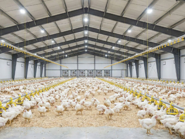 Chicken Houses Real-time Environmental Monitoring
