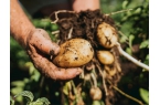 Smart Potato Production with G